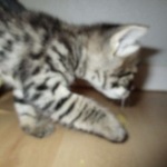 Savannah, F-2B, Brown black) spotted female DOB 12/17/16