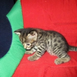 brown spotted, BST, cat, cats, Cattery Breeder, exotic, F-2, for sale, Kitten, Kittens, north carolina, Savannah, SV