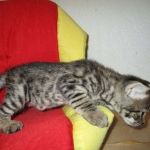 brown spotted, BST, cat, cats, Cattery Breeder, exotic, F-2, for sale, Kitten, Kittens, north carolina, Savannah, SV