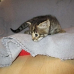 Savannah, F-2B, Brown black) spotted female DOB 12/17/16