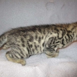 Savannah, F-2B, Brown black) spotted female DOB 12/17/16