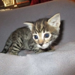 Savannah, F-2B, Brown black) spotted female DOB 12/17/16