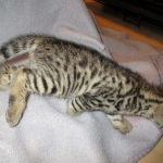 Savannah, F-2B, Brown black) spotted female DOB 12/17/16