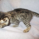 Savannah, F-2B, Brown black) spotted female DOB 12/17/16