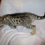 Savannah, F-2B, Brown black) spotted female DOB 12/17/16