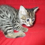 Savannah, F-2B, Brown black) spotted female DOB 12/17/16