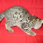 Savannah, F-2B, Brown black) spotted female DOB 12/17/16