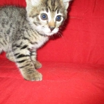 Savannah, F-2B, Brown black) spotted female DOB 12/17/16