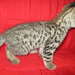 Savannah, F-2B, Brown black) spotted female DOB 12/17/16