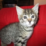 Savannah, F-2B, Brown black) spotted female DOB 12/17/16