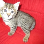 Savannah, F-2B, Brown black) spotted female DOB 12/17/16