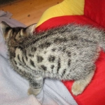 Savannah, F-2B, Brown black) spotted female DOB 12/17/16