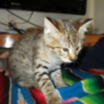 Savannah, F-2B, Brown black) spotted female DOB 12/17/16