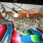 Savannah, F-2B, Brown black) spotted female DOB 12/17/16