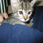 Savannah, F-2B, Brown black) spotted female DOB 12/17/16