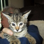 Savannah, F-2B, Brown black) spotted female DOB 12/17/16