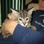 Savannah, F-2B, Brown black) spotted female DOB 12/17/16