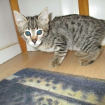 Savannah, F-2B, Brown black) spotted female DOB 12/17/16