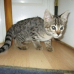 Savannah, F-2B, Brown black) spotted female DOB 12/17/16