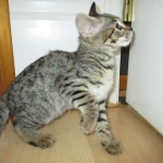 Savannah, F-2B, Brown black) spotted female DOB 12/17/16