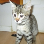 Savannah, F-2B, Brown black) spotted female DOB 12/17/16