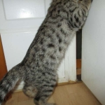 Savannah, F-2B, Brown black) spotted female DOB 12/17/16