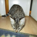 Savannah, F-2B, Brown black) spotted female DOB 12/17/16