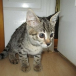 Savannah, F-2B, Brown black) spotted female DOB 12/17/16