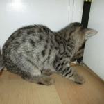 Savannah, F-2B, Brown black) spotted female DOB 12/17/16