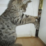 Savannah, F-2B, Brown black) spotted female DOB 12/17/16