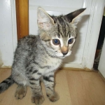 Savannah, F-2B, Brown black) spotted female DOB 12/17/16