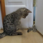 Savannah, F-2B, Brown black) spotted female DOB 12/17/16