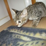 Savannah, F-2B, Brown black) spotted female DOB 12/17/16