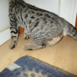 Savannah, F-2B, Brown black) spotted female DOB 12/17/16