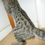 Savannah, F-2B, Brown black) spotted female DOB 12/17/16