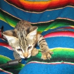 Savannah, F-2B, Brown black) spotted female DOB 12/17/16