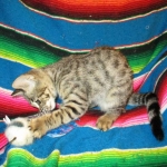 Savannah, F-2B, Brown black) spotted female DOB 12/17/16