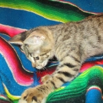 Savannah, F-2B, Brown black) spotted female DOB 12/17/16