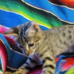 Savannah, F-2B, Brown black) spotted female DOB 12/17/16