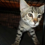 Savannah, F-2B, Brown black) spotted female DOB 12/17/16