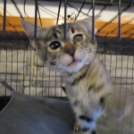 Savannah, F-2B, Brown black) spotted female DOB 12/17/16