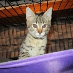 Savannah, F-2B, Brown black) spotted female DOB 12/17/16