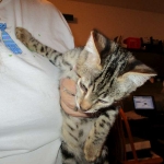 Savannah, F-2B, Brown black) spotted female DOB 12/17/16