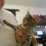 Savannah, F-2B, Brown black) spotted female DOB 12/17/16