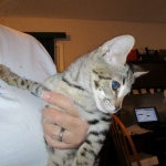 Savannah, F-2B, Brown black) spotted female DOB 12/17/16