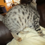 Savannah, F-2B, Brown black) spotted female DOB 12/17/16