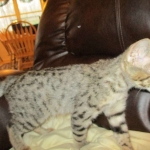 Savannah, F-2B, Brown black) spotted female DOB 12/17/16