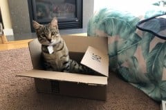 Athena, Savannah F-2B Brown (black) spotted Female DOB 10-18-17