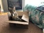 Athena, Savannah F-2B Brown (black) spotted Female DOB 10-18-17