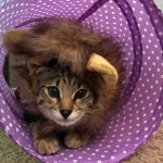 Athena, Savannah, F-2B, Brown (black) spotted, Female, DOB 10-18-17